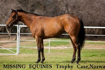 MISSING EQUINES Trophy Case,Norway Near BOWIE, TX, 76230